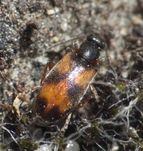Anthicus sp.